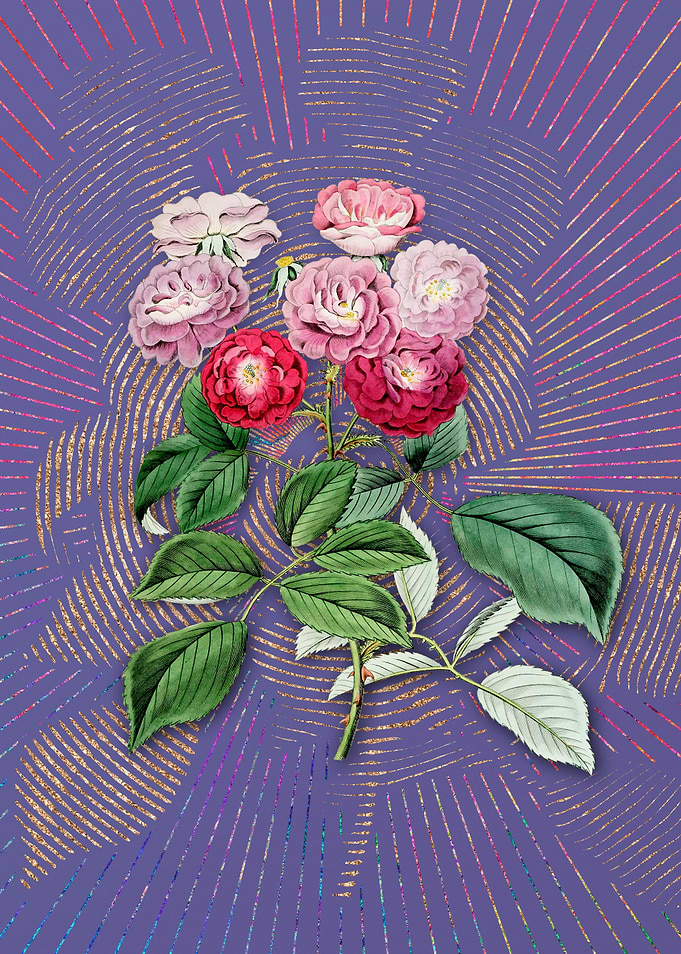 Seven Sisters Rose Purple