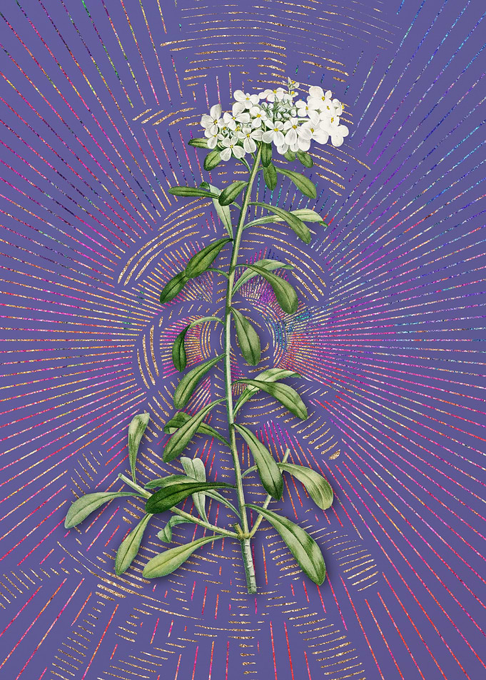 Small White Flowers Purple