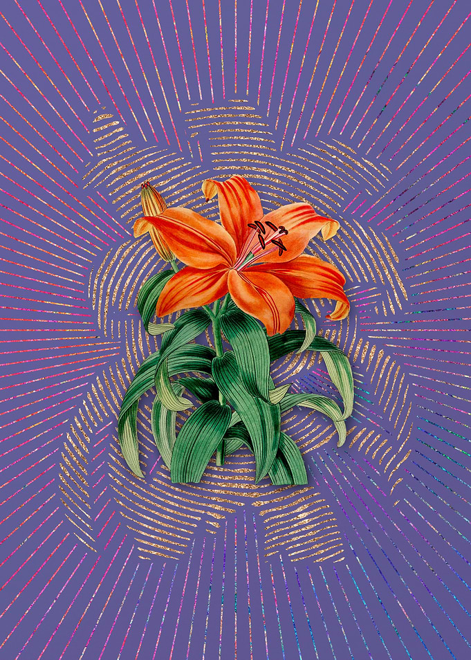 Thunbergs Orange Lily