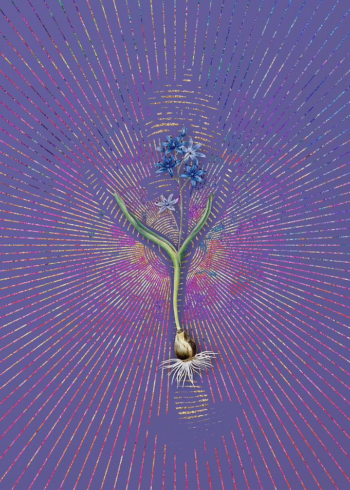 Vintage Alpine Squill