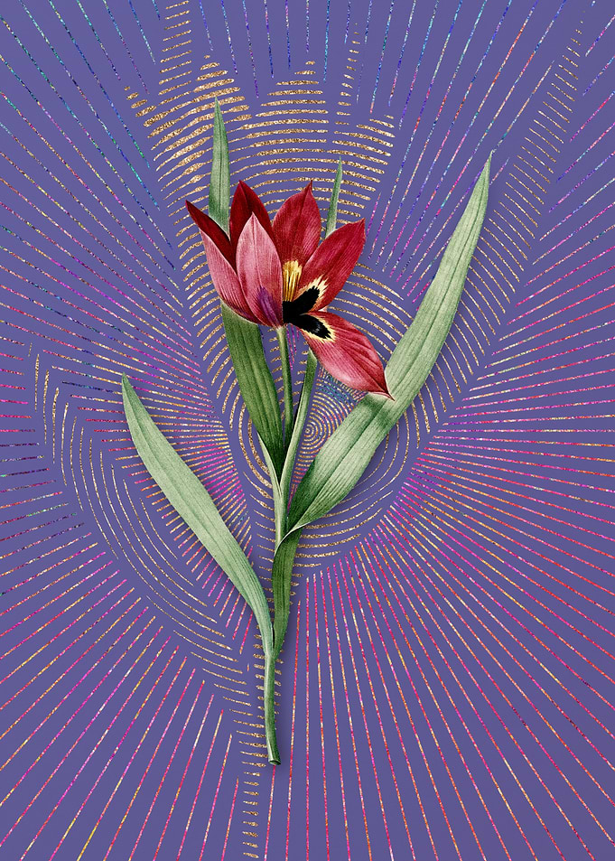Tulipa Oculus Colis Purple