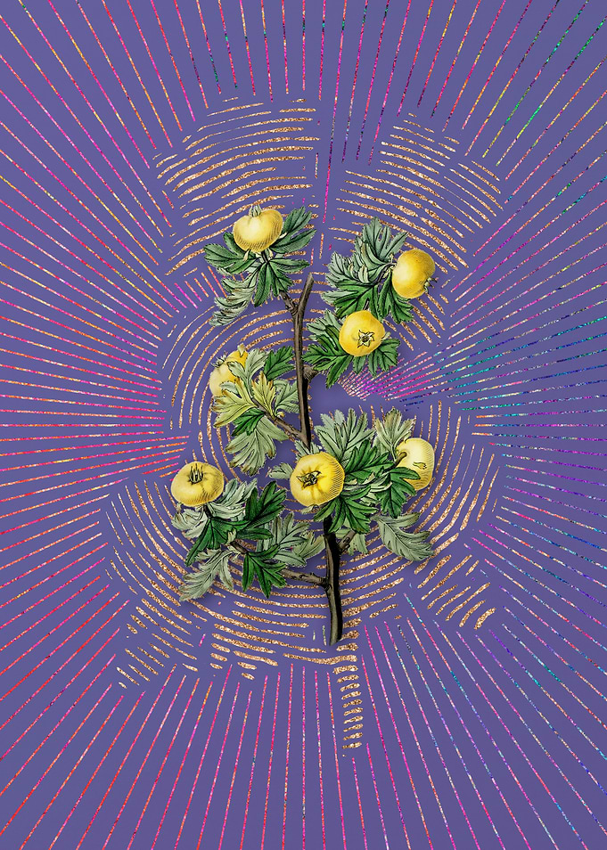 Tansy Leaf Hawthorn Flower