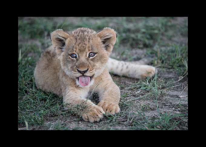 Lion