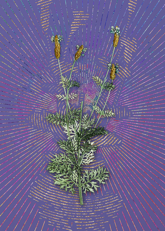 Spanish Lavender Flora
