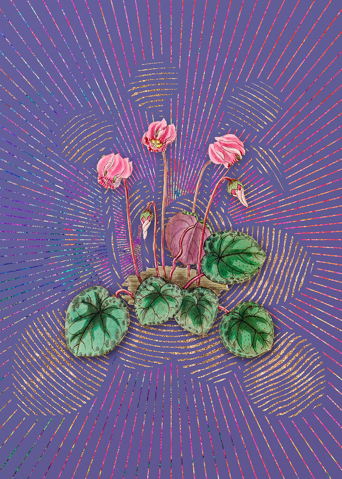 Shore Cyclamen Flower