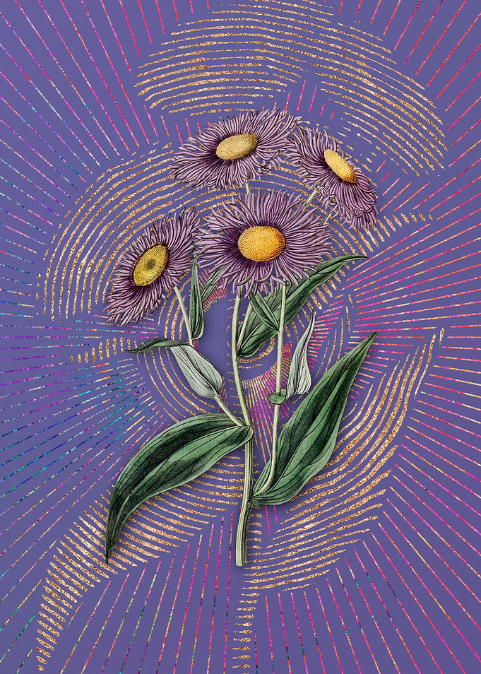 Shewy Stenactis Violet