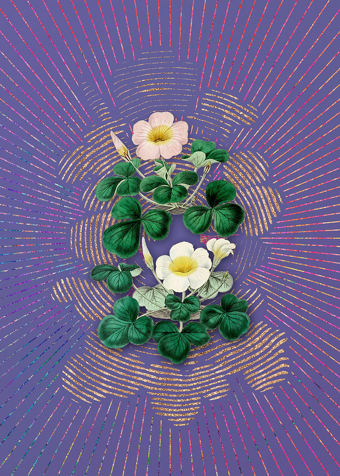 Variable Oxalis Branch