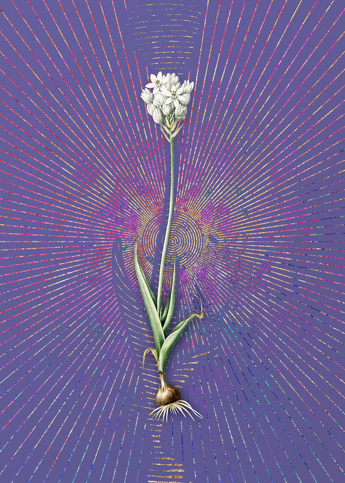 Vintage Chincherinchee