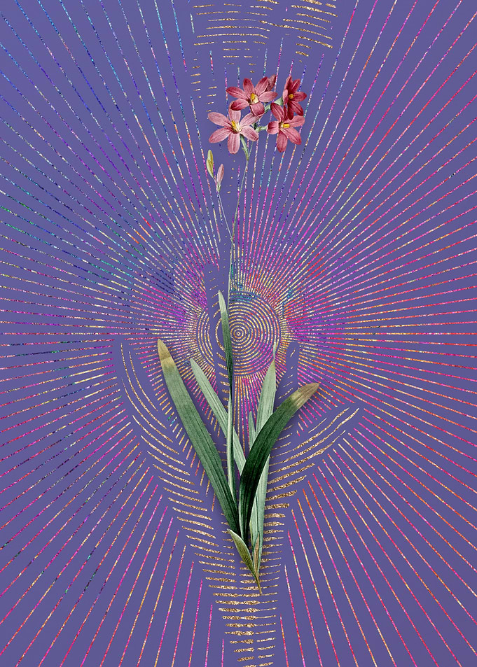 Vintage Corn Lily 2 Purple
