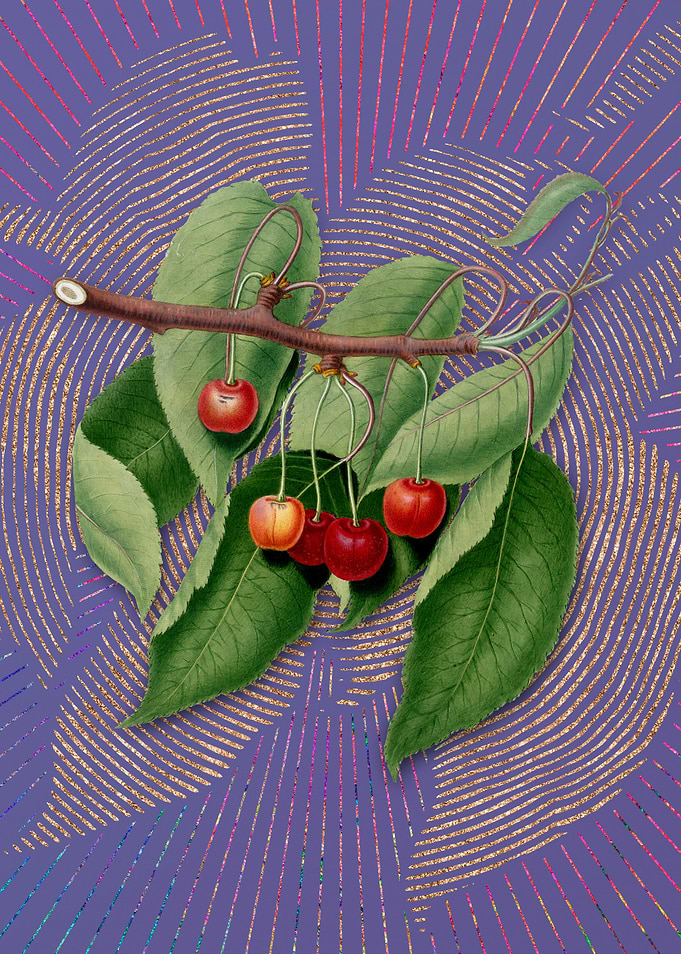 Vintage Cherry 6 Flora