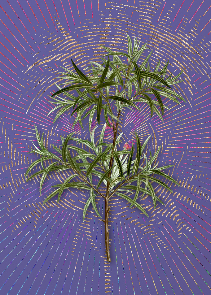 Vintage Bitter Willow