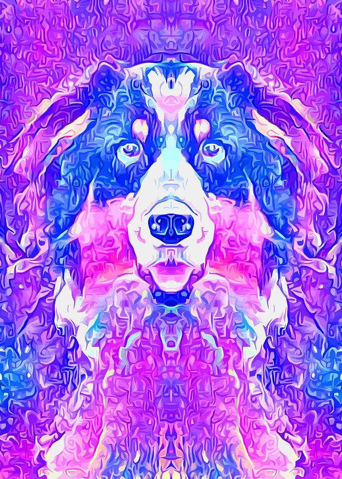 Australian Shepherd
