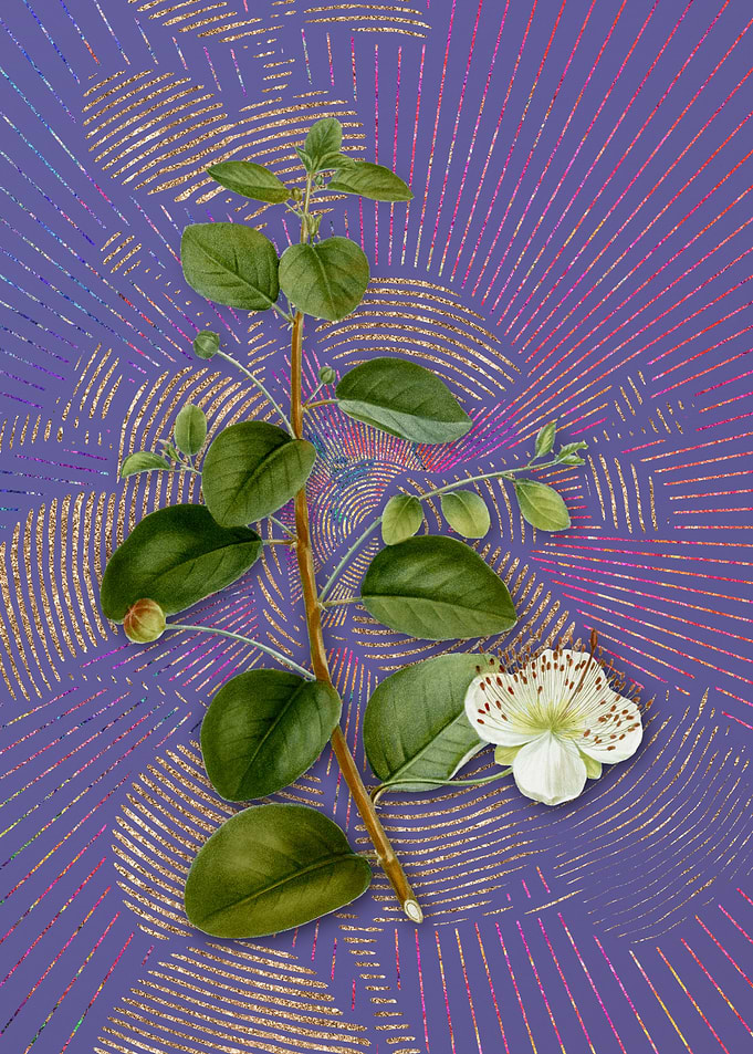 Vintage Caper Plant Purple