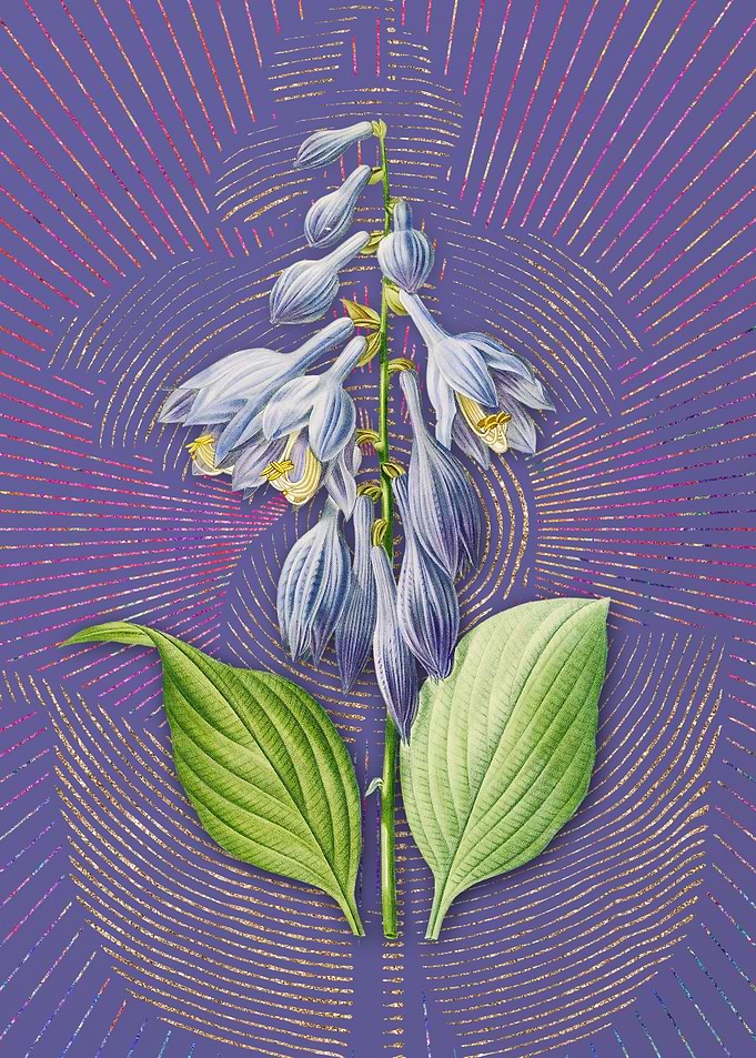 Vintage Blue Daylily Art