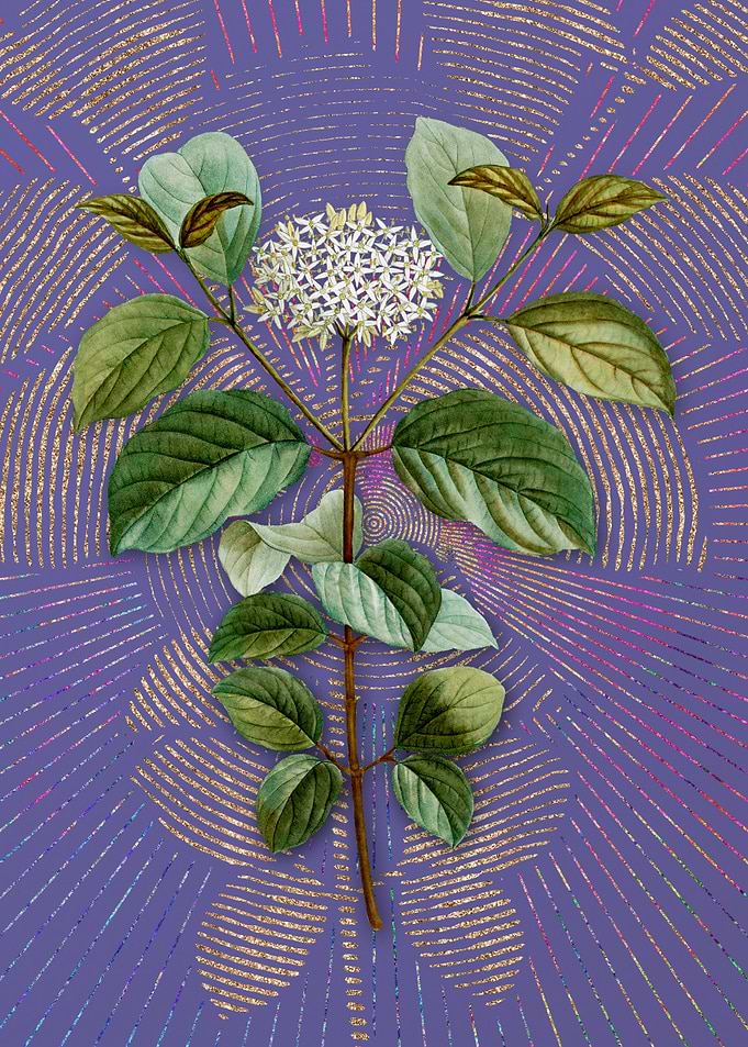 Vintage Common Dogwood
