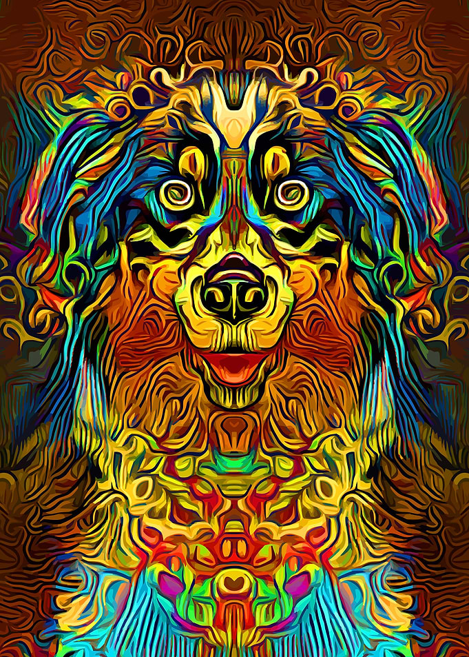 Australian Shepherd 6