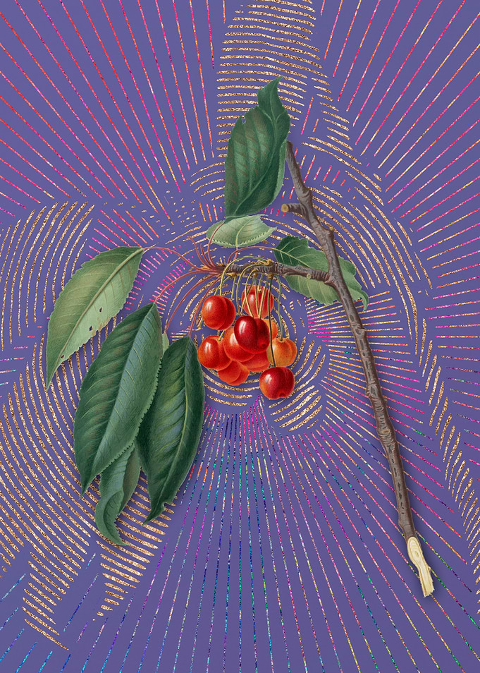 Vintage Cherry 4 Flora