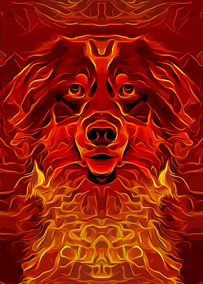 Australian Shepherd 1