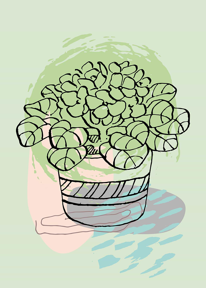 House flowers