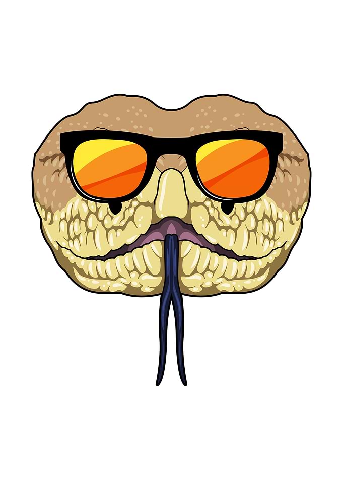 Snake Sunglasses