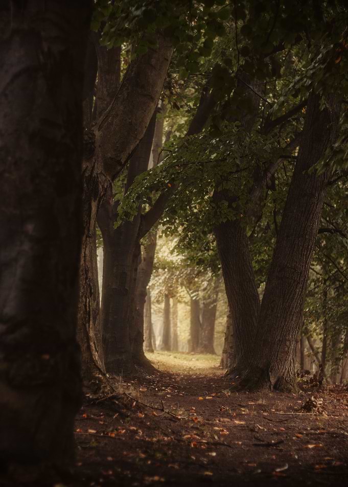 mystical forest