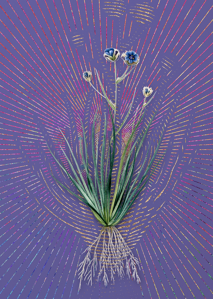 Vintage Blue Corn Lily