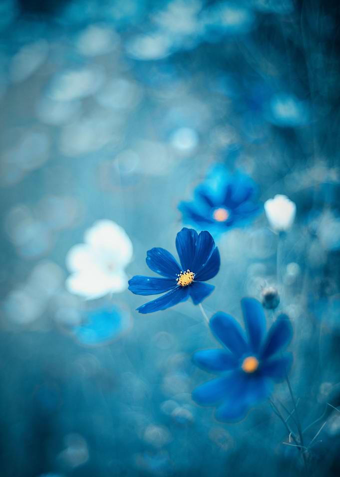 Blue flowers in the garden
