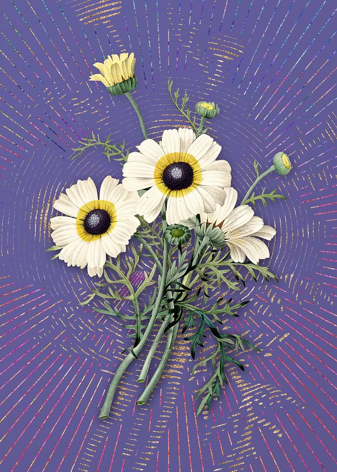 Vintage Chrysanthemum