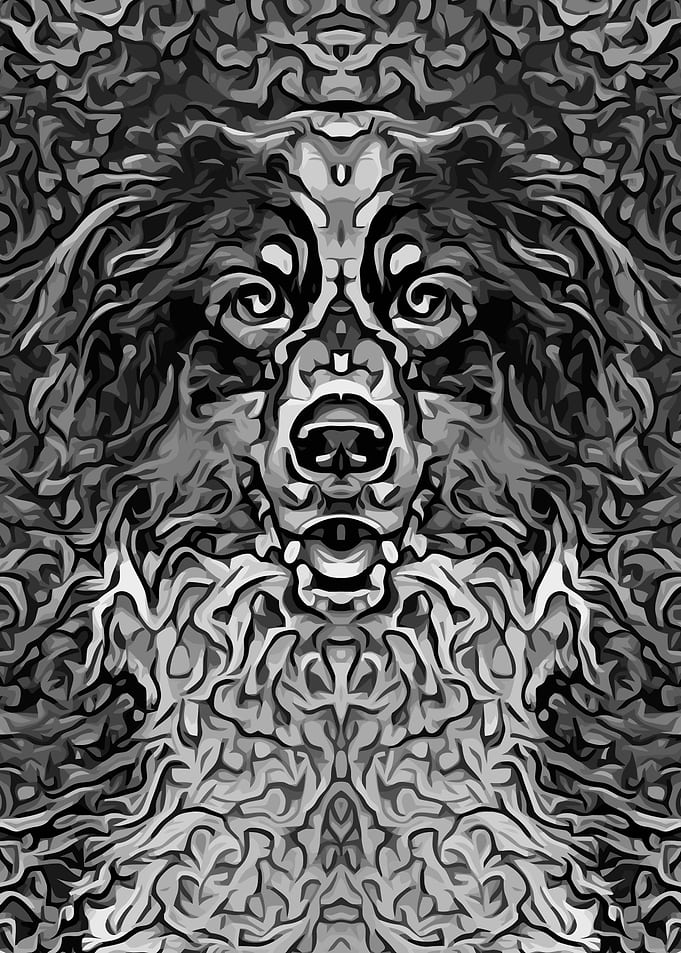 Australian Shepherd 8