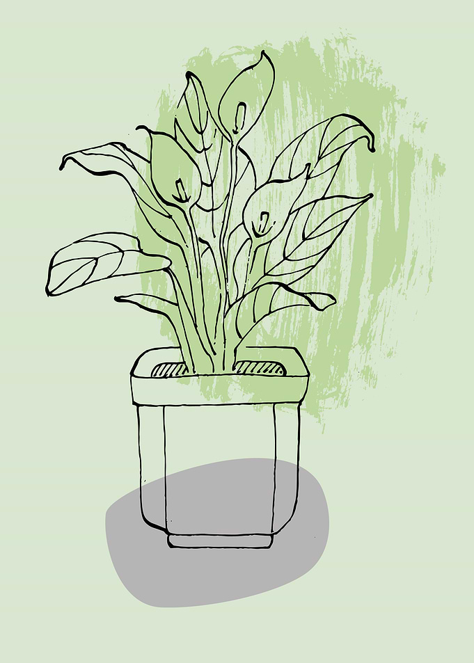 House flowers