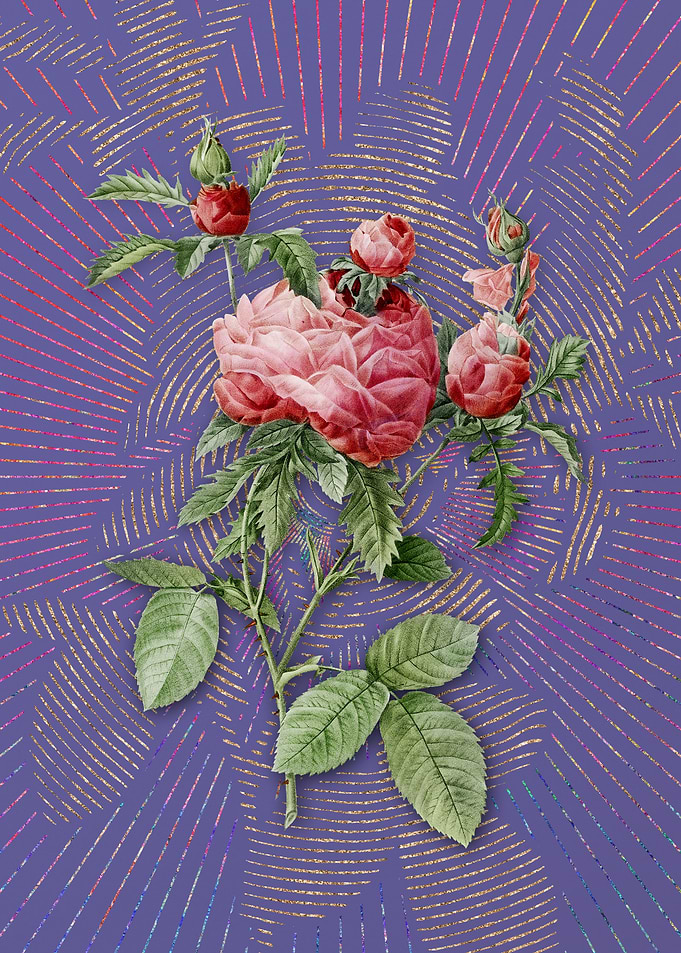 Vintage Cabbage Rose 2