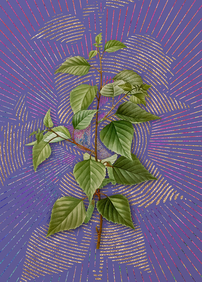 Vintage Black Birch Purple