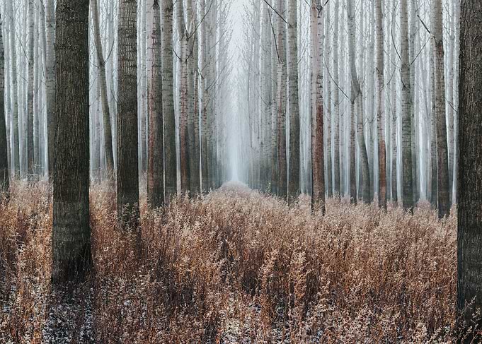 forest code