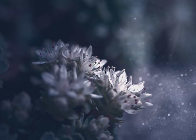 White flowers in garden