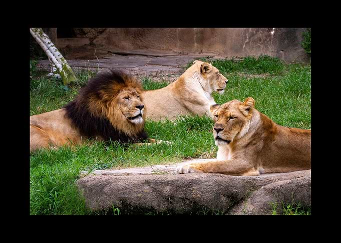 Lion
