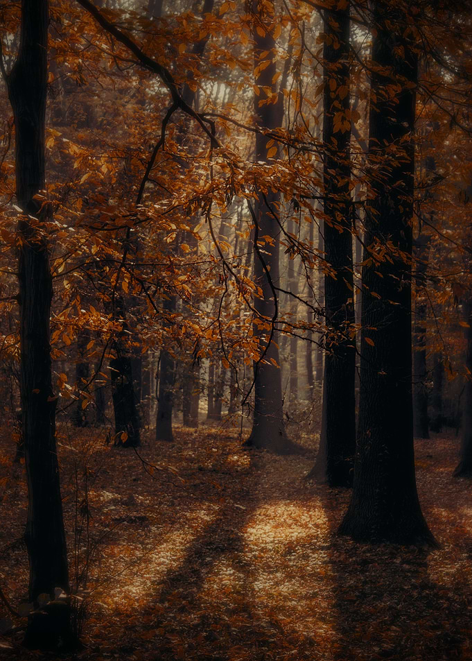 autumn in the forest
