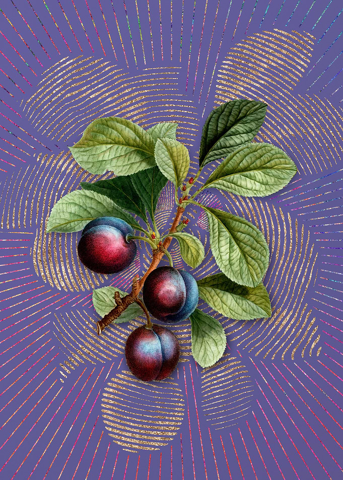 Vintage Cherry Plum Fruit
