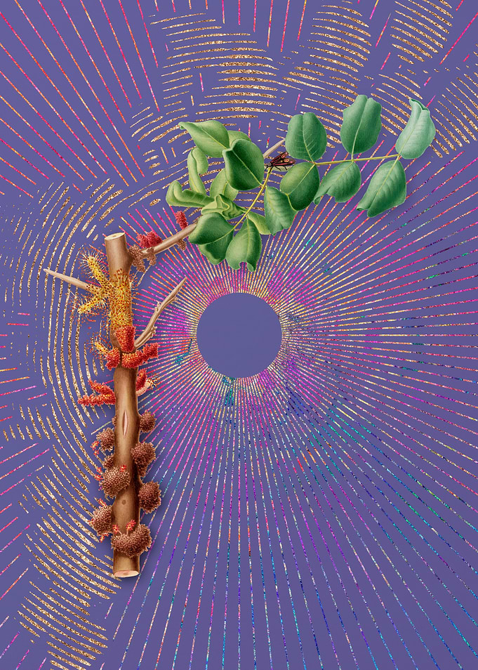 Vintage Carob Flower Art