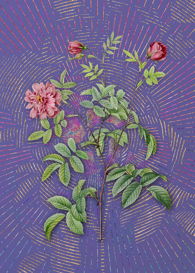 Vintage Cinnamon Rose