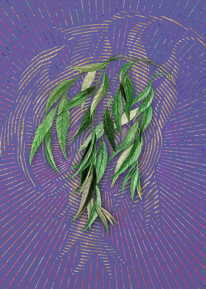 Vintage Babylon Willow