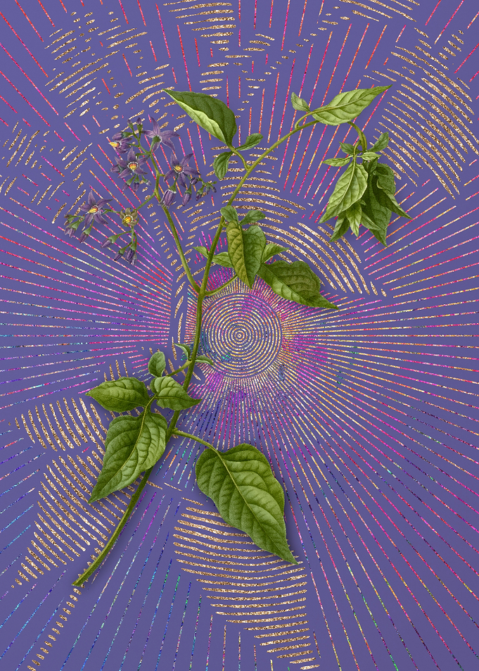 Vintage Bittersweet Purple