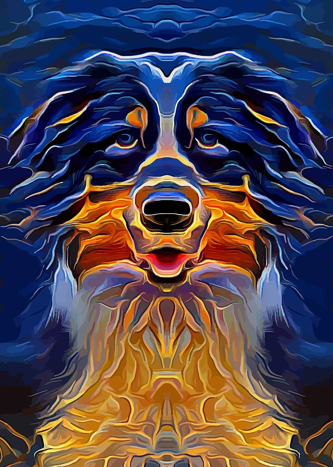 Australian Shepherd 4