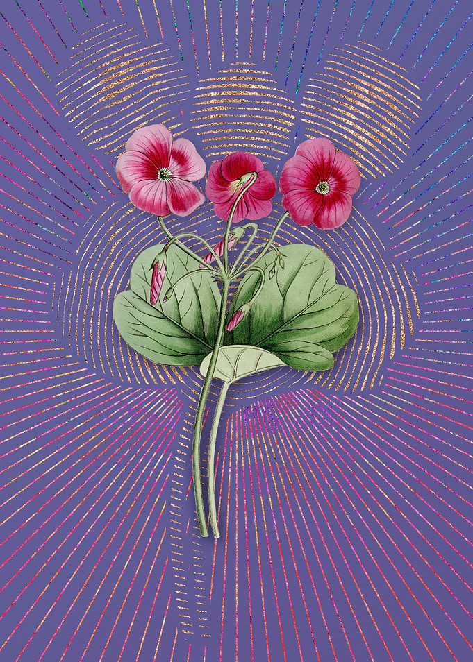 Vintage Bowies Oxalis