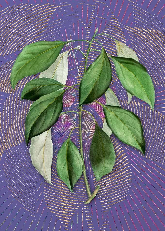 Vintage Camphor Tree Art