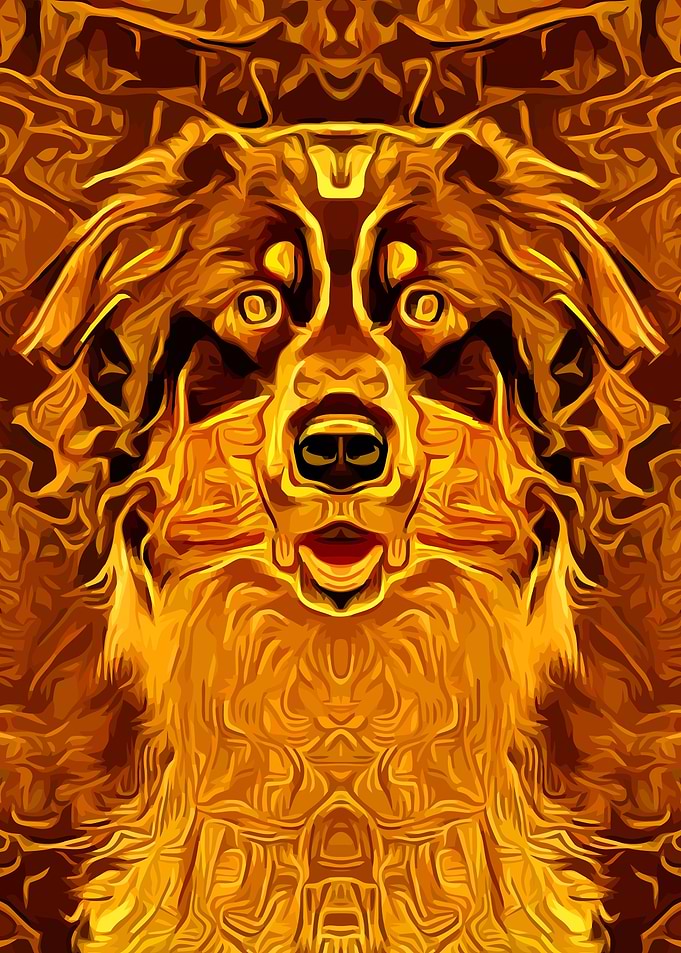 Australian Shepherd 7
