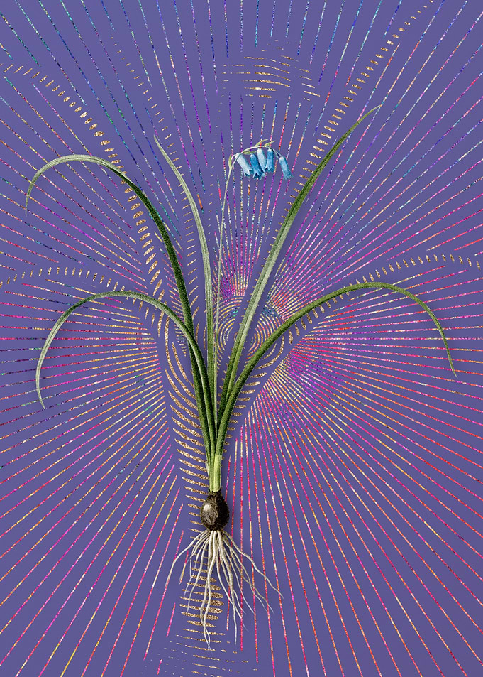 Vintage Brimeura Flora