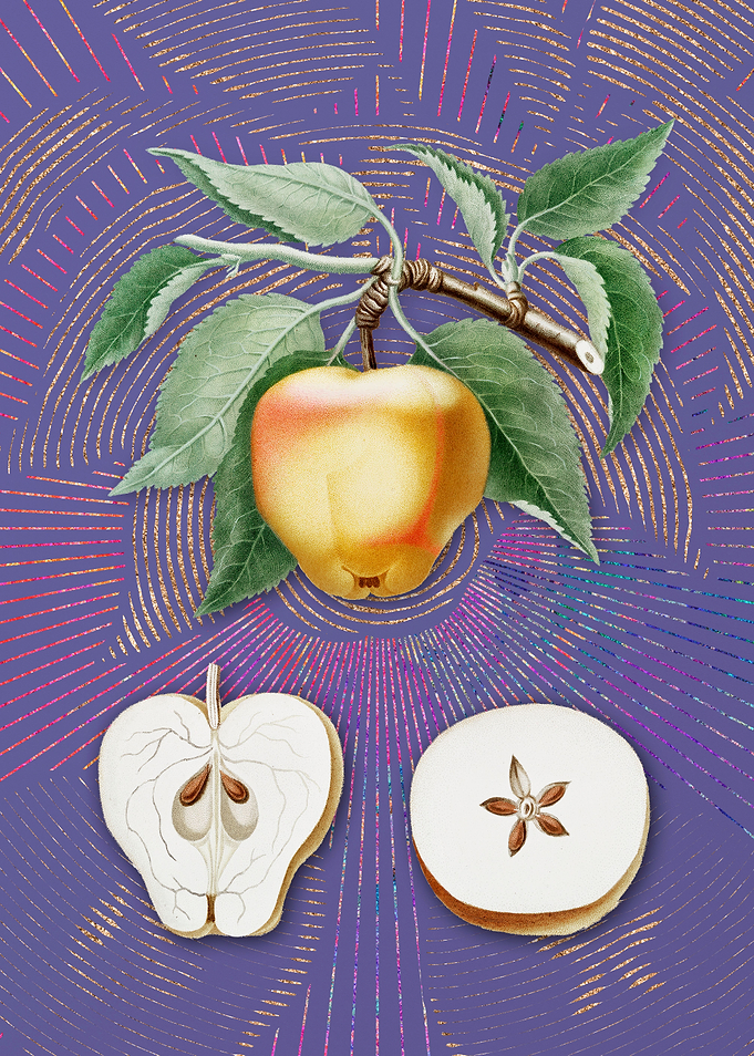 Vintage Carla Apple Fruit