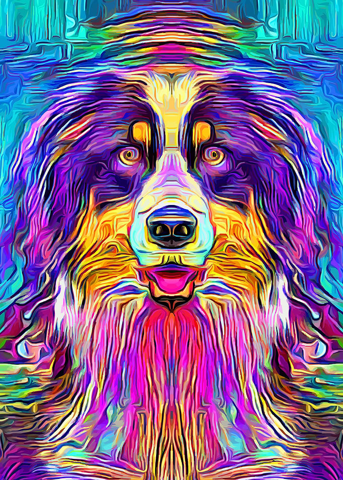 Australian Shepherd 2
