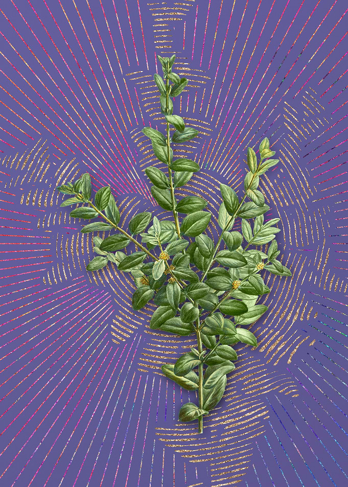 Vintage Boxwood Bush Art