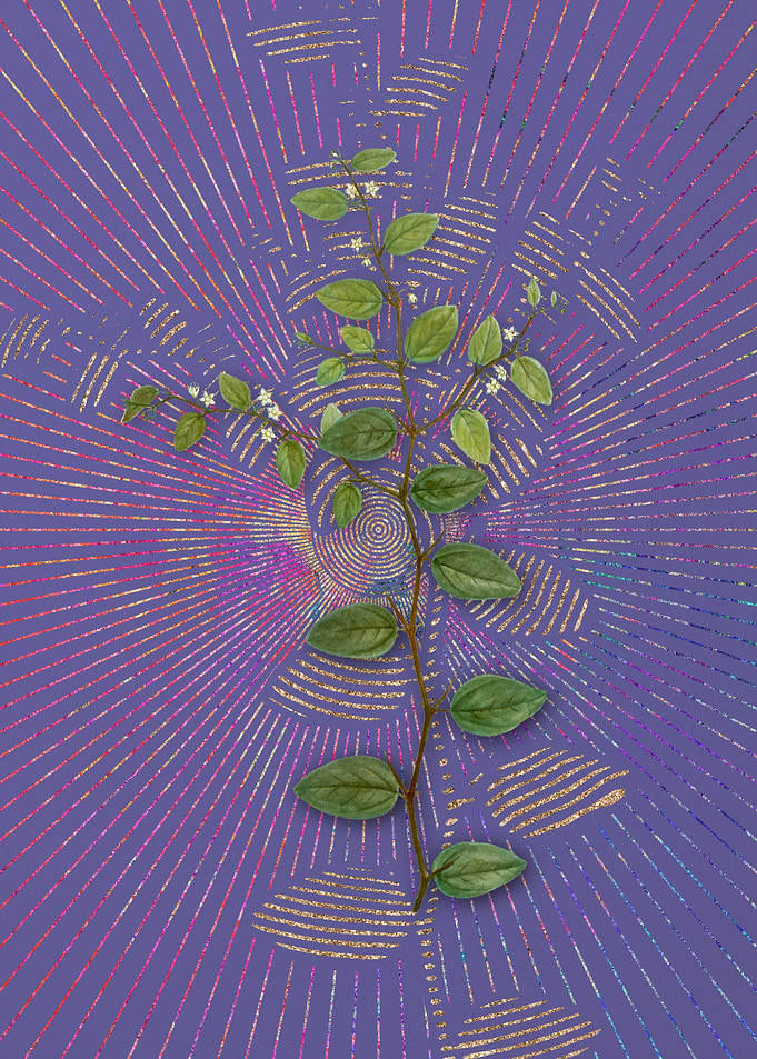 Vintage Christs Thorn